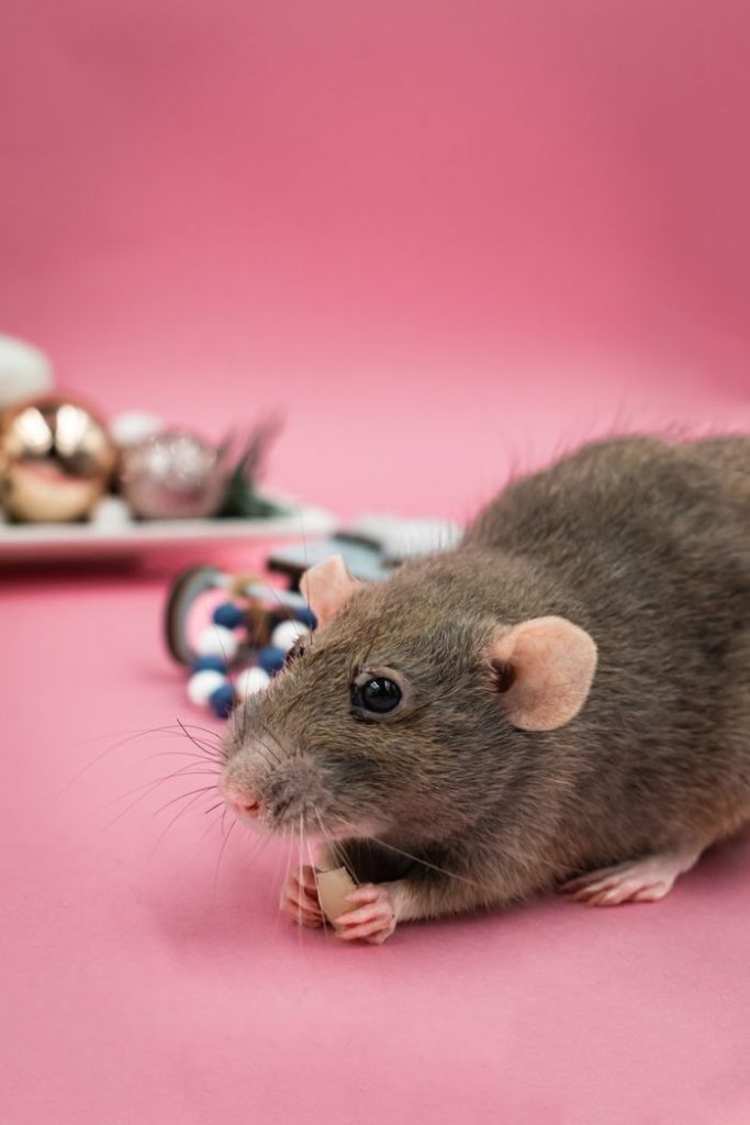 Adorable grey rat posing with festive Christmas baubles on a pink backdrop. Perfect for holiday-themed designs.