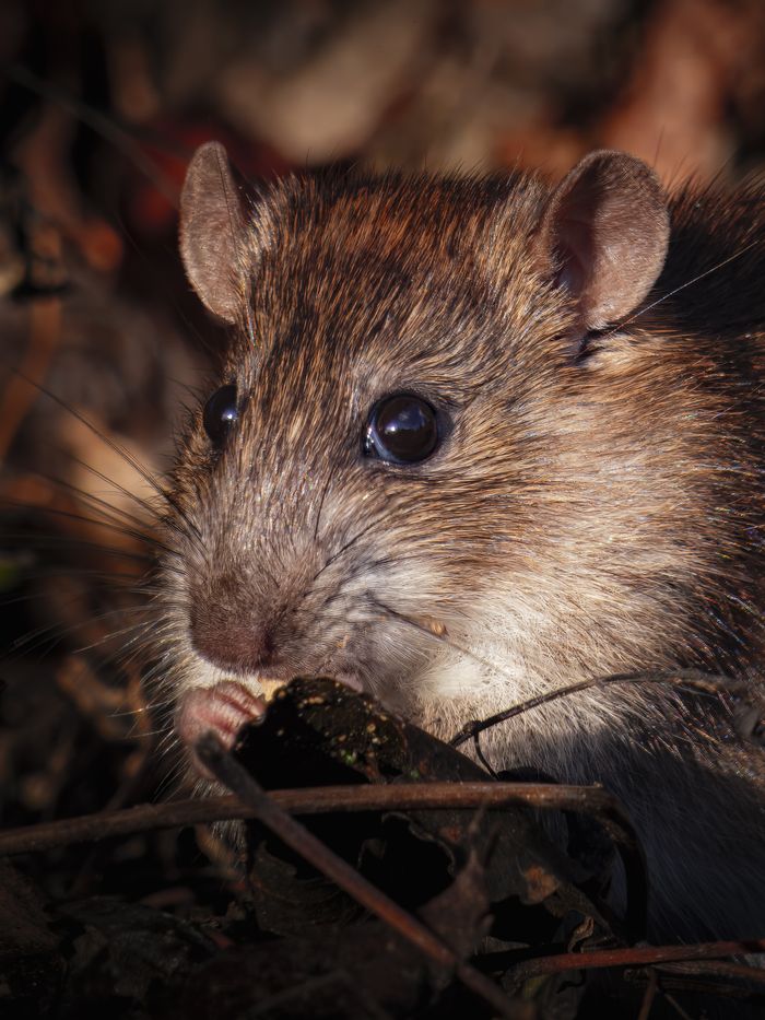 Detailed close-up of a wild brown rat with focus on its eye, showcasing its natural habitat.