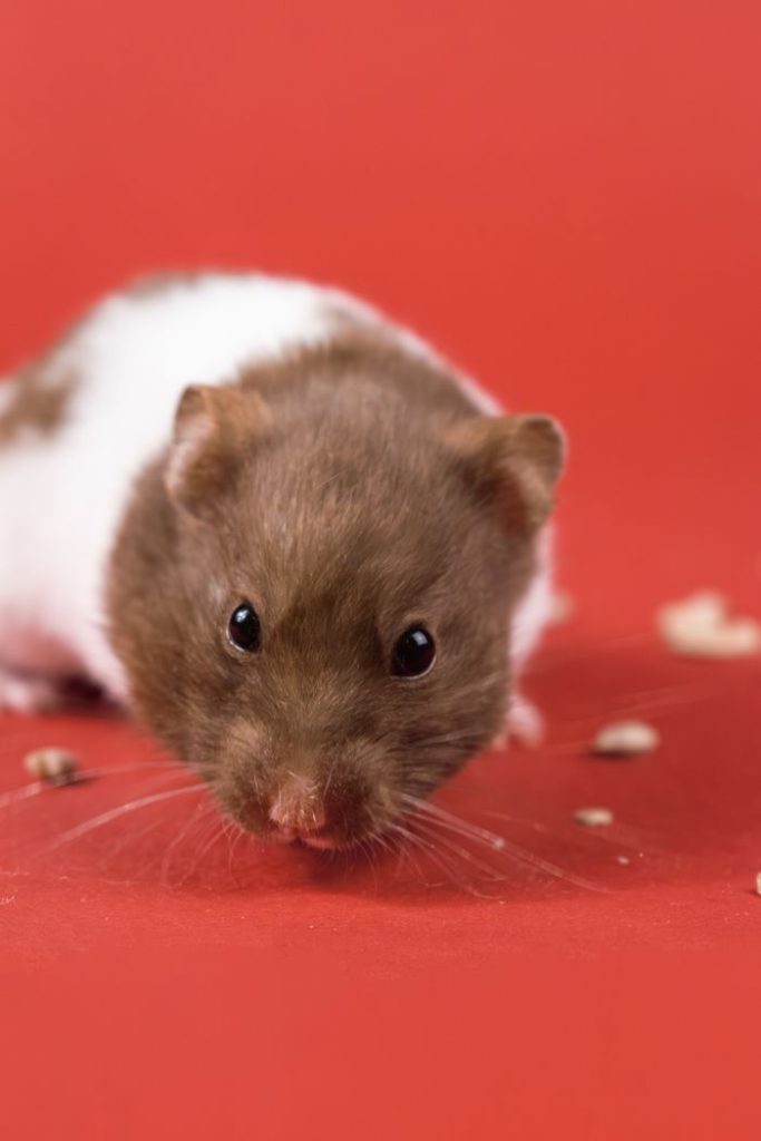 Close-up portrait of a cute Syrian hamster with a red background, perfect for pet lovers.