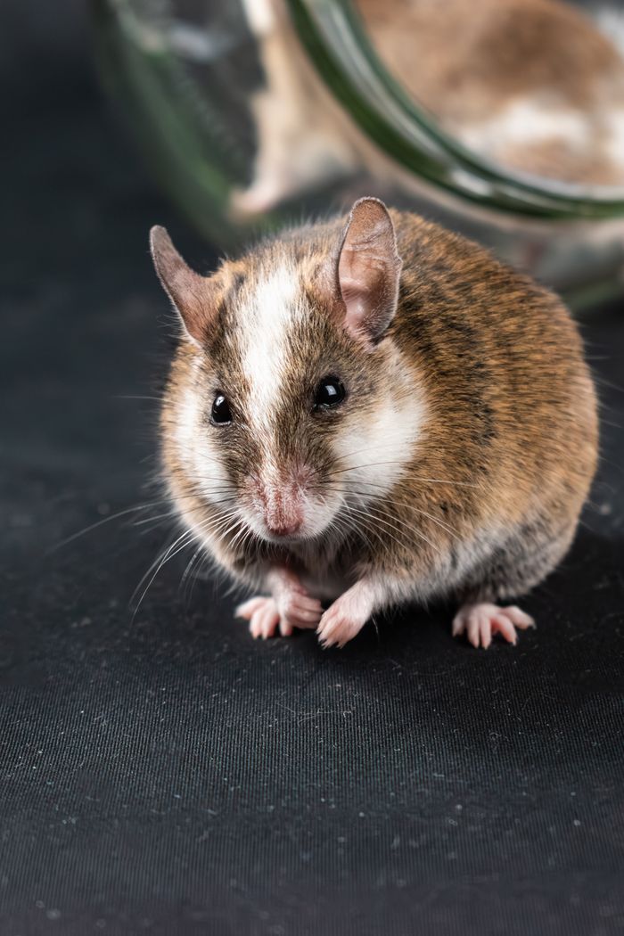 Detailed portrait of a Natal Multimammate Mouse (Mastomys natalensis) with distinct brown and white fur.