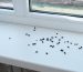 Cluster Flies vs Flesh Flies: Differences, Risks, and Prevention
