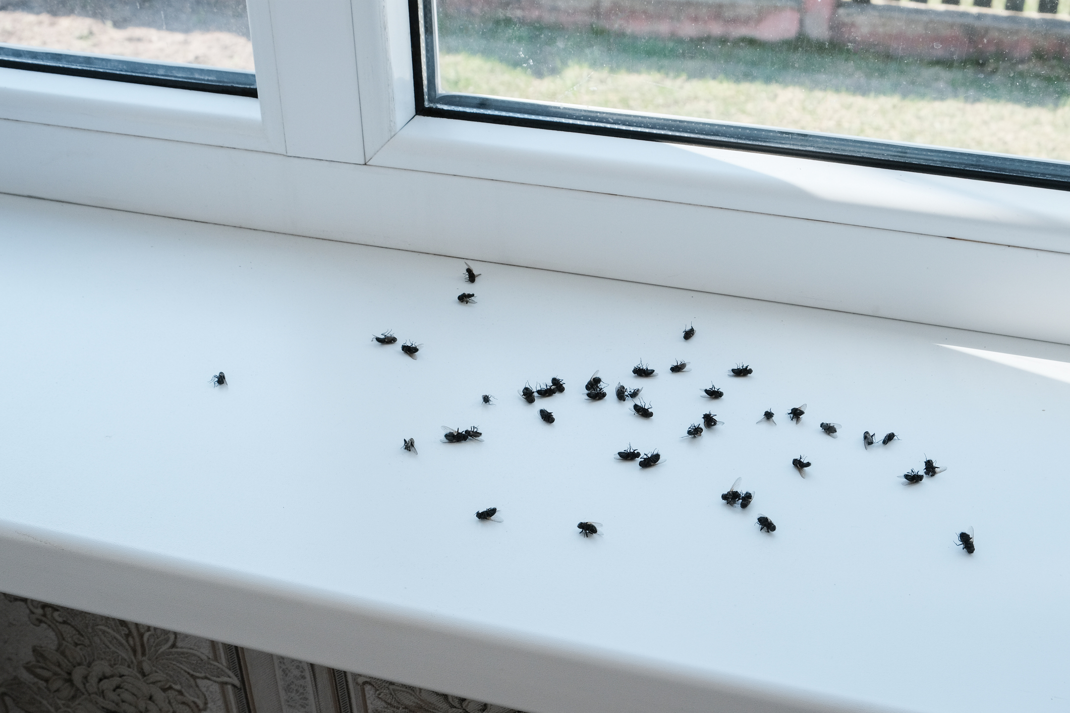 Cluster Flies vs Flesh Flies: Differences, Risks, and Prevention