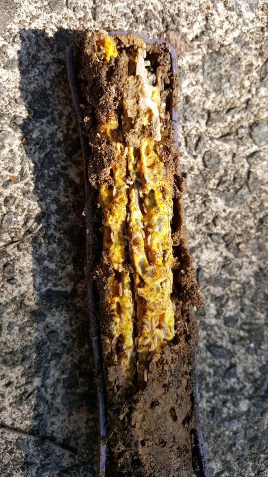 termites inside of wood