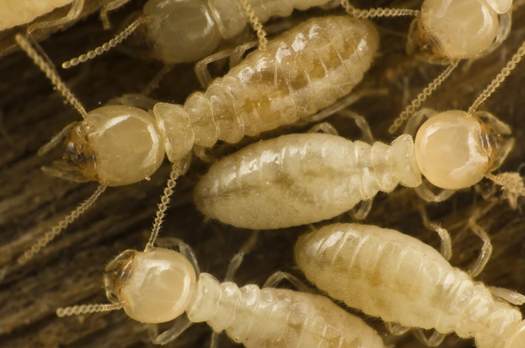 SC Termites: What Homeowners Should Know