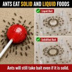 Catchmaster Defiant Reusable Ant Traps Indoor Refill (16 Pack), Bait NOT Included – Bait Stations that Hold Liquid Ant Killer – Stackable, No Mess, Discreet Bait Stations for Pest Control - Image 3