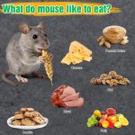 4 Pcs Humane Live Mouse Traps No Kill Reusable Mice Trap Catch - Image 2