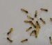 Fall Termite Swarms in Florida: Why Activity Continues After Summer