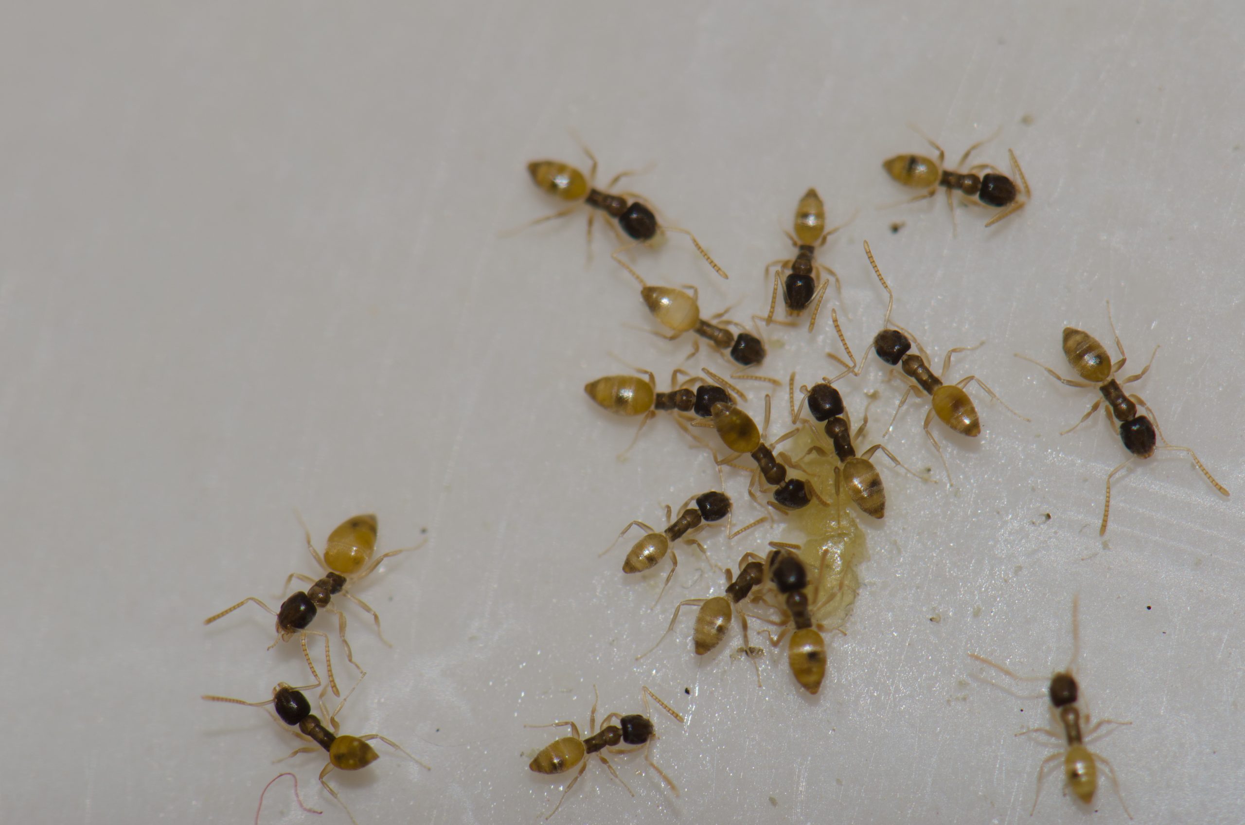 Fall Termite Swarms in Florida: Why Activity Continues After Summer