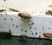 Rodent Activity in Warehouses and Storage Facilities: Why Fall Inspections Matter