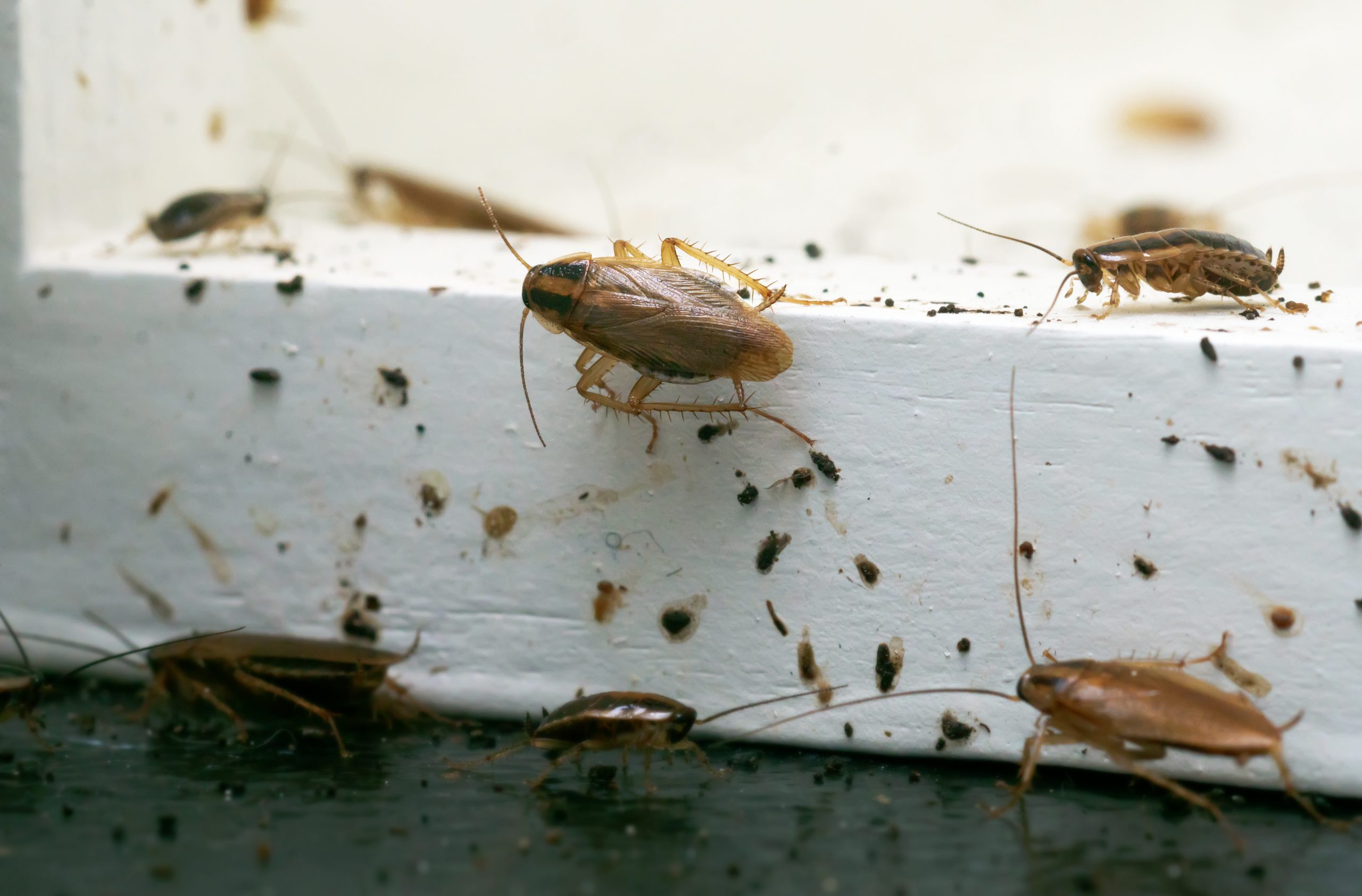 Rodent Activity in Warehouses and Storage Facilities: Why Fall Inspections Matter