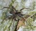 Spider carrying eggs on its back