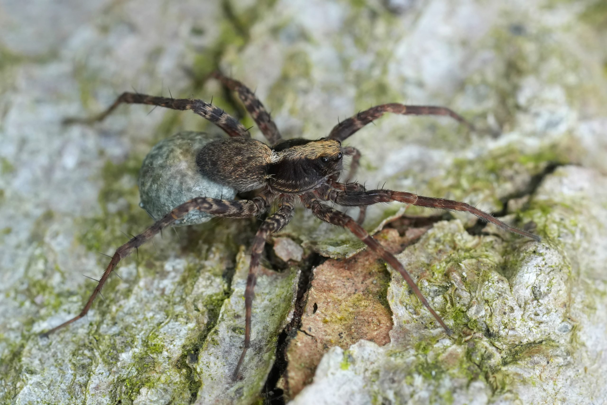Spider carrying eggs on its back